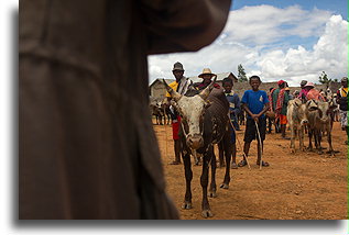 Zebu Market::Ambalavao, Madagascar::