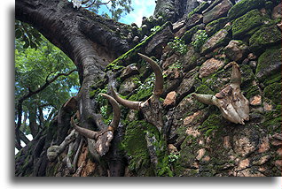 Sacrifices to the Ancestors::Ambohimanga, Madagascar::