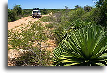 Agaves::Ifaty, Madagascar::