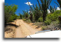 Drought-resistant Plants::Ifaty, Madagascar::