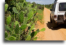 Ifaty Spiny Forest #3::Ifaty, Madagascar::