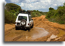 Ifaty Spiny Forest #4::Ifaty, Madagascar::