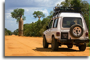 Baobab Trees::Ifaty, Madagascar::