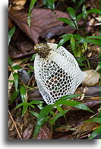 Stinkhorn aka Phallus::Ranomafama, Madagascar::