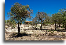 Grass-roofed Hut::Ankilibe, Madagascar::