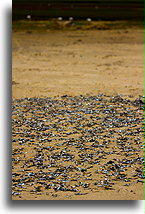 Anchovy on the Beach::Saint-Augustin, Madagascar::