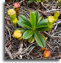 Insectivorous Orchids::Mahé, Seychelles::