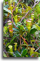 Pitcher Plant::Mahé, Seychelles::