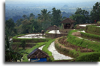 Rice Fields in Indonesia