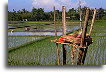 Hindu Offerings at the Rice Field #2::Bali, Indonesia::