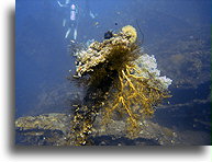 Yellow Fan Coral::Bali, Indonesia::