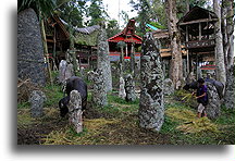 Bori Kalimbuang::Tana Toraja, Sulawesi Indonesia::