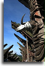 Water Buffalo Horns::Tana Toraja, Sulawesi Indonesia::