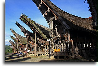 Torajan Roofs::Tana Toraja, Sulawesi Indonesia::