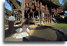 Drying Rice::Tana Toraja, Sulawesi Indonesia::