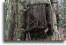 The Infant Grave::Tana Toraja, Sulawesi Indonesia::