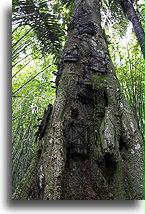 The Baby Graves::Tana Toraja, Sulawesi Indonesia::