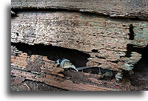 Coffin with Human Bones::Tana Toraja, Sulawesi Indonesia::