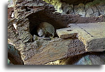 Old Coffin and Scull::Tana Toraja, Sulawesi Indonesia::