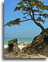 Tree on the Rock::Sea of Japan, Japan::