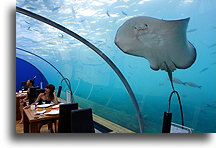 Next to Stingray::Conrad, Maldives::