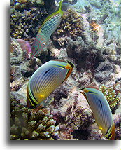 Maldives Underwater #1::Maldives::