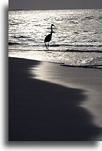 Heron at Sunrise::Rangalifinolhu Island, Maldives::