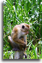 Sitting on a Pole::Monkeys and Elephants, Sri Lanka::