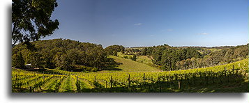 Mt Lofty Ranges Vineyard::Adelaide Hills, Australia::