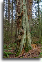 Forest in Stanley Park #2::Vancouver, British Columbia, Canada::