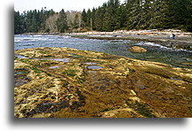 Botanical Beach::Vancouver Island, Canada::