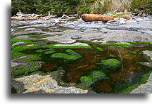 Tide Pool::Vancouver Island, Canada::