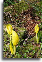 Spring Flowers in the Forest::Vancouver Island, Canada::