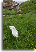 The Grave::Battle Harbour, Labrador, Kanada::