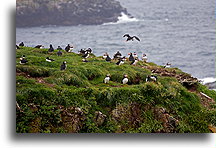 Puffin Colony::Newfoundland, Canada::