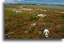 Parson's Point Village::Newfoundland, Canada::