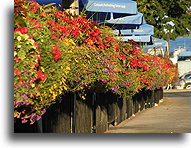 Wall of Flowers::Ontario, Canada::