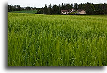 Green Fields::Prince Edward Island, Canada::