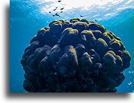 Hard Coral Cyphastrea::Anguilla, Caribbean::