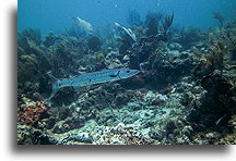 Barracuda::Anguilla, Caribbean::