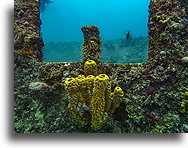 Yellow Organ Pipe Coral::Barbados, Caribbean::