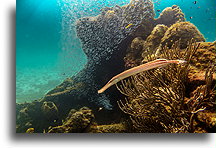 Trumpetfish and Juvenile Fish Schooling::Barbados, Caribbean::