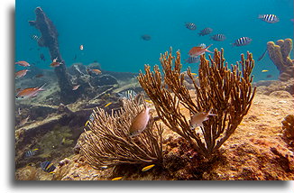 Black Sea Rod Coral::Barbados, Caribbean::