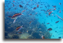 Shoal of Fish::Barbados, Caribbean::