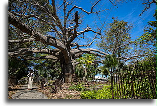 Old Ceiba Pentandra Tree::Barbados, Caribbean::