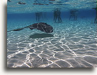 On the Sandbar::Grand Cayman, Caribbean::