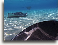 Southern Stingrays #2::Grand Cayman, Caribbean::