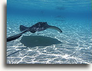 Southern Stingrays #5::Grand Cayman, Caribbean::