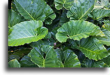 Big Leaves::Saba, Caribbean Netherlands::