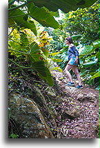 On the Trail::Saba, Caribbean Netherlands::